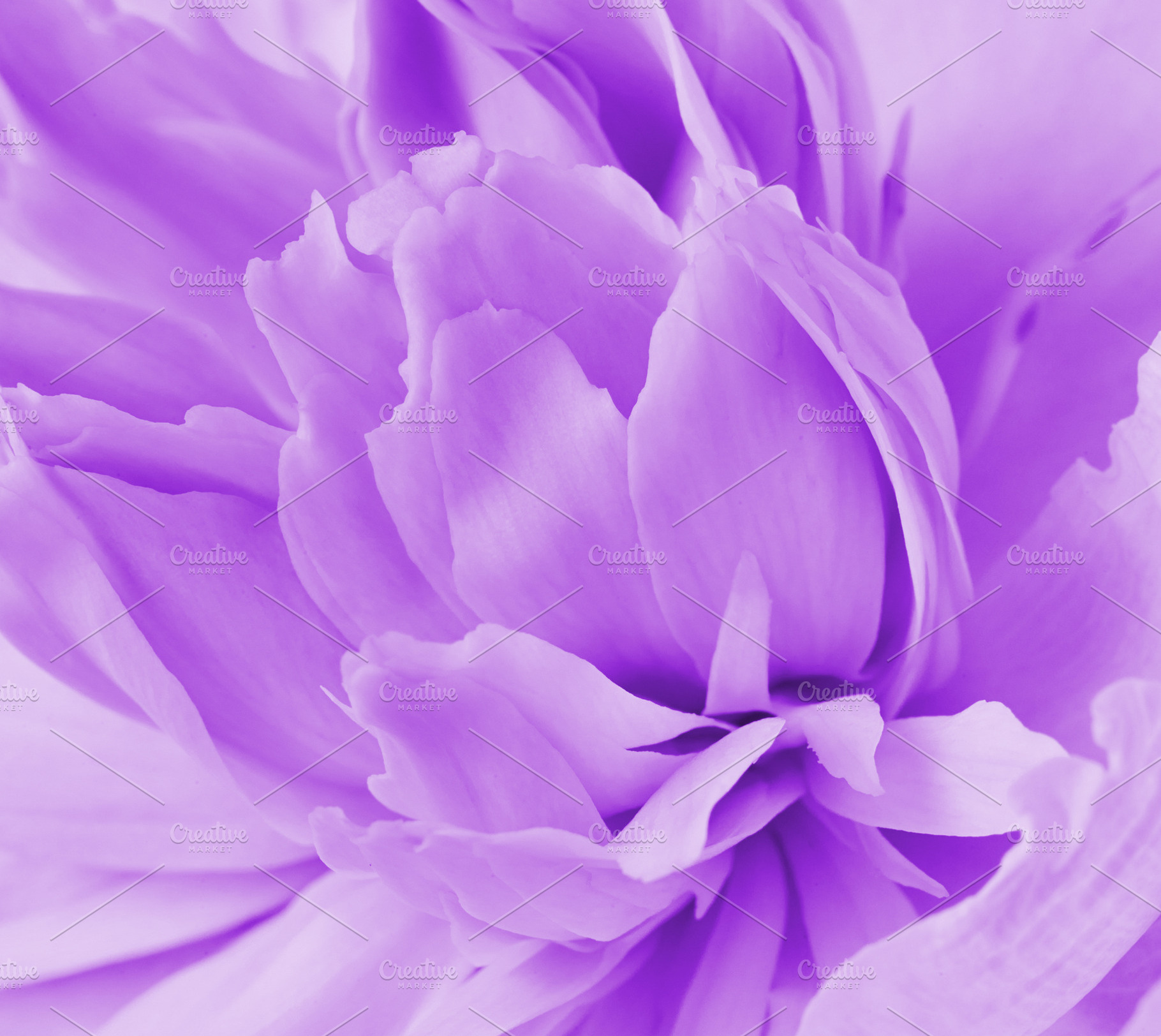 Close-up of petals of a beautiful delicate flower in lilac and p, a Nature Photo by ndanko