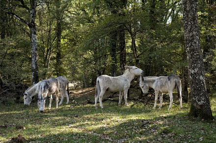 Four white donkeys peacefully grazin