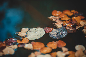 autumn leaf on water