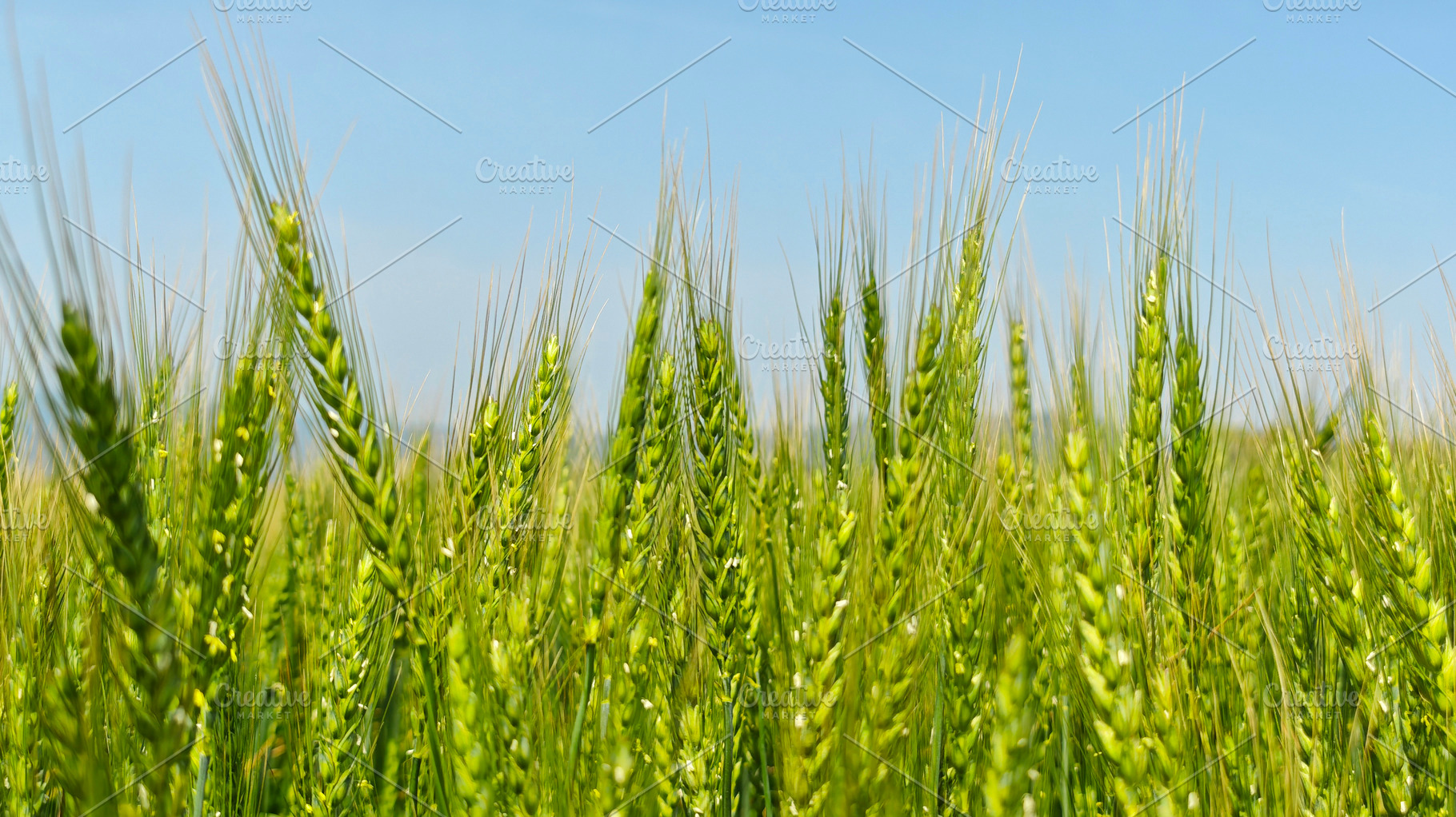 Young green wheat growing in an agricultural field, symbolizing, a Photo by salmon.black
