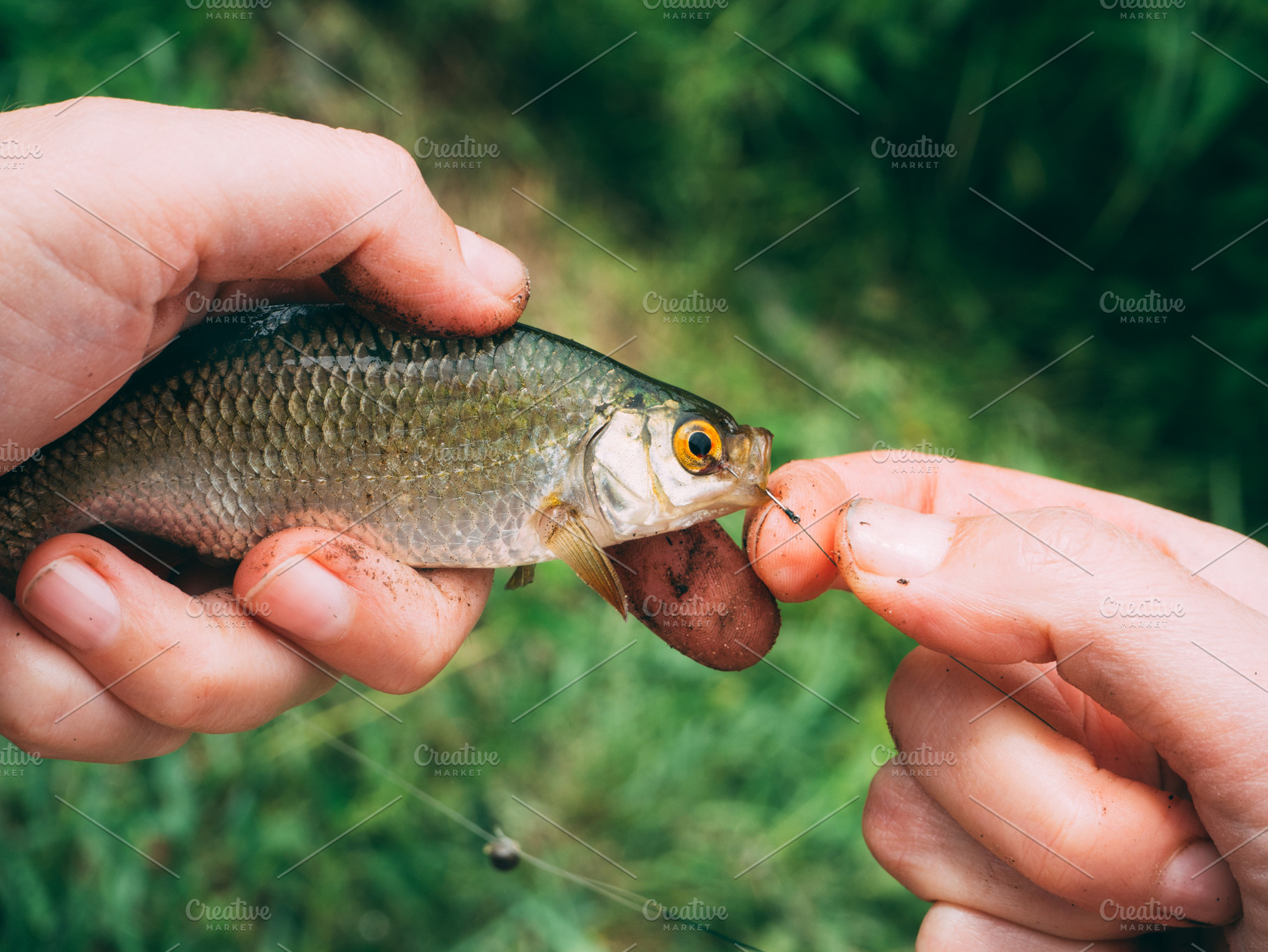 Fish roach featuring roach, river, and lake, an Animal Photo by PavelKant