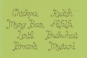 Perfect Sprouts | Whimsical Font, a Handwritten Font by type peace (Thumbnail 9 of 20)