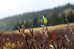 Last green leaf before winter