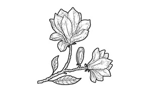 Magnolia Flower Sketch Vector