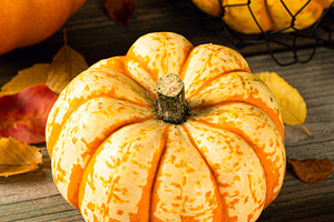 Autumn pumpkin thanksgiving stock photo containing autumn and background