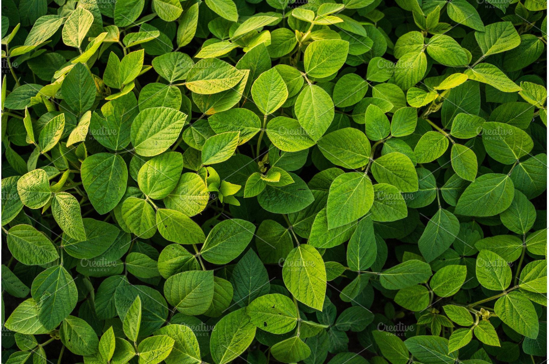 Soybean plants leaves close up on a, a Nature Photo by volodymyrshtun13795