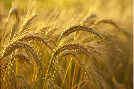 Golden Barley wheat background, a Nature Photo by Ylivdesign