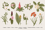 28 Exotic flowers., a Decorative Illustration by olga.korneeva (Thumbnail 1 of 5)