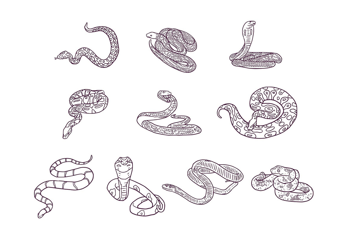 Breeds Snake Handdrawn Vol 2, an Animal Illustration by SLAB! Design (Photo 2 of 3)