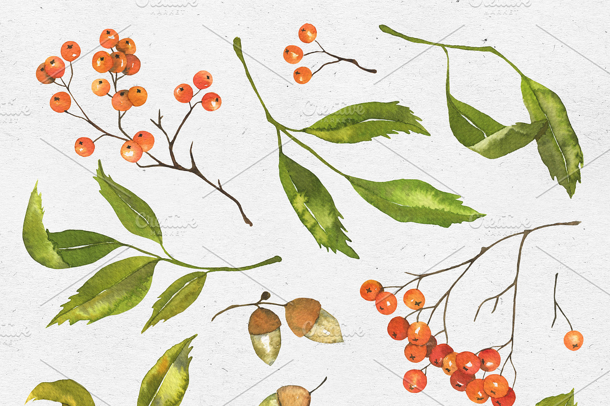 Rowan. Watercolor collection, a Decorative Illustration by Maria's little shop (Photo 2 of 8)