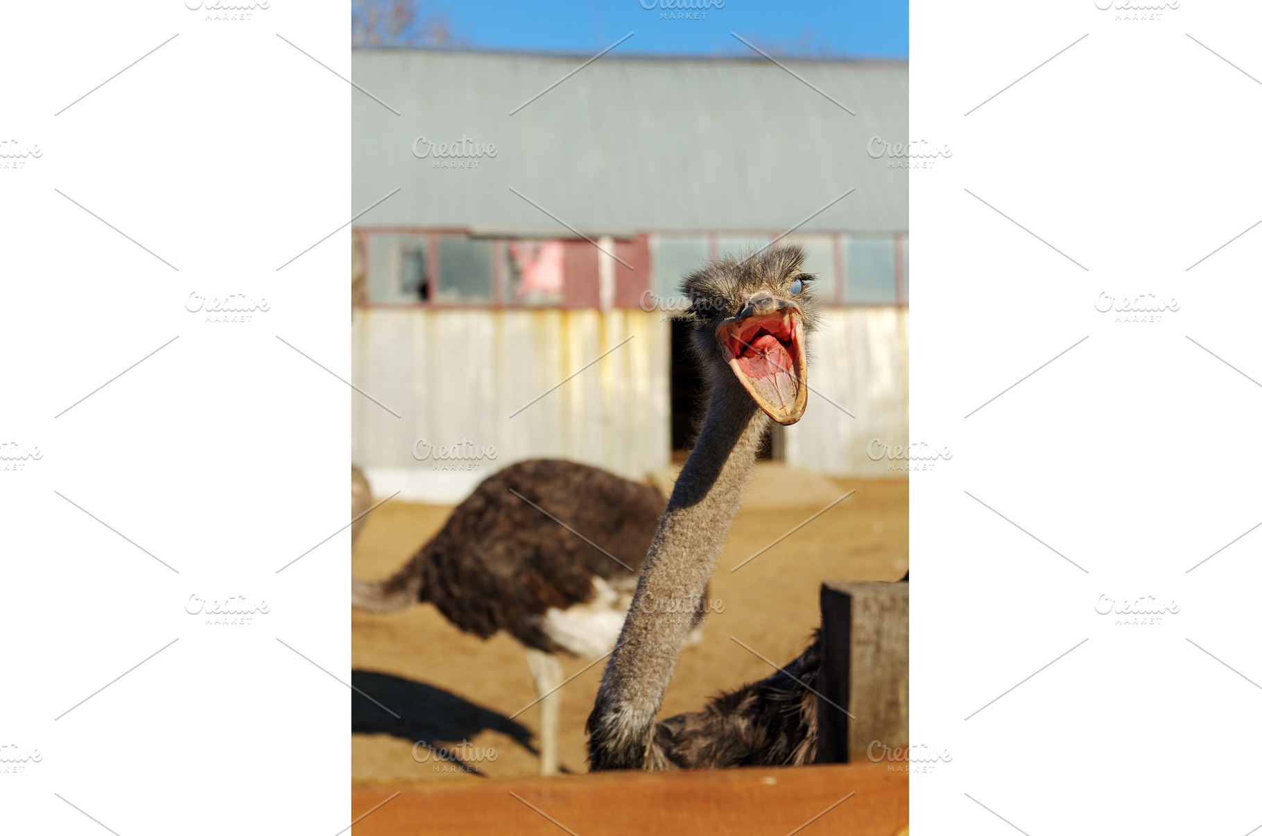 Ostrich displays its vocal prowess, an Animal Photo by darksoul72
