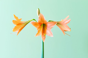 Orange lilly flower on green background, a Nature Photo by Vapi