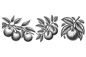 Citrus Fruit Branch engraving vector, a Food Illustration by AlexArt
