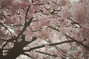 Bloom containing cherry blossom, flower, and bloom
