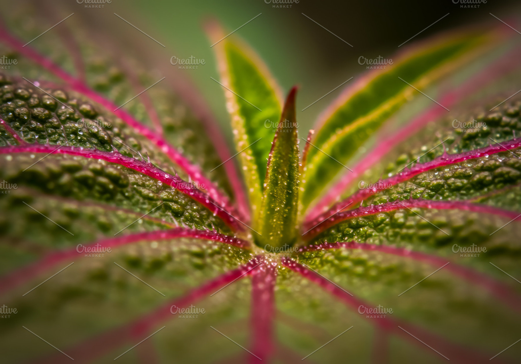 Macro close-up of green leaf with pi, a Nature Photo by professorinc