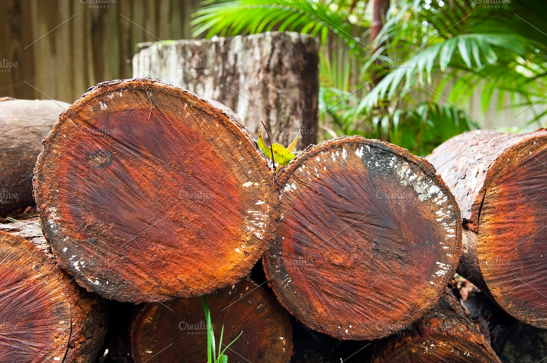 Log Stack, a Nature Photo by THP Creative