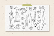 Daffodils. Sketch spring flowers, an Illustration by irina.vaneeva (Thumbnail 4 of 4)