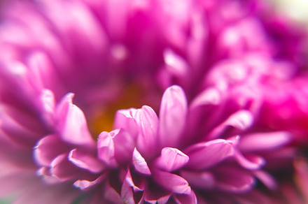Petals purple-lilac aster flower with a yellow middle. Blur and, a Nature Photo by TanaCh