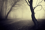 Mysterious forest halloween pack stock photo containing dark and eerie, a Nature Photo by Atmospheric visuals (Thumbnail 4 of 5)