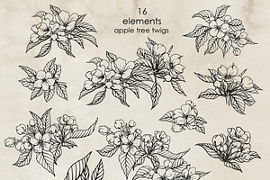 Apple Blossom & Fruit. Vector Set