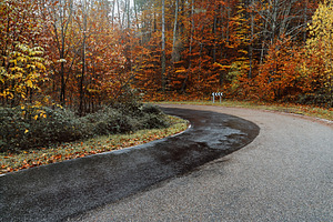 Wet Road Curve Through Colorful Autu, a Transportation Photo by Perpis