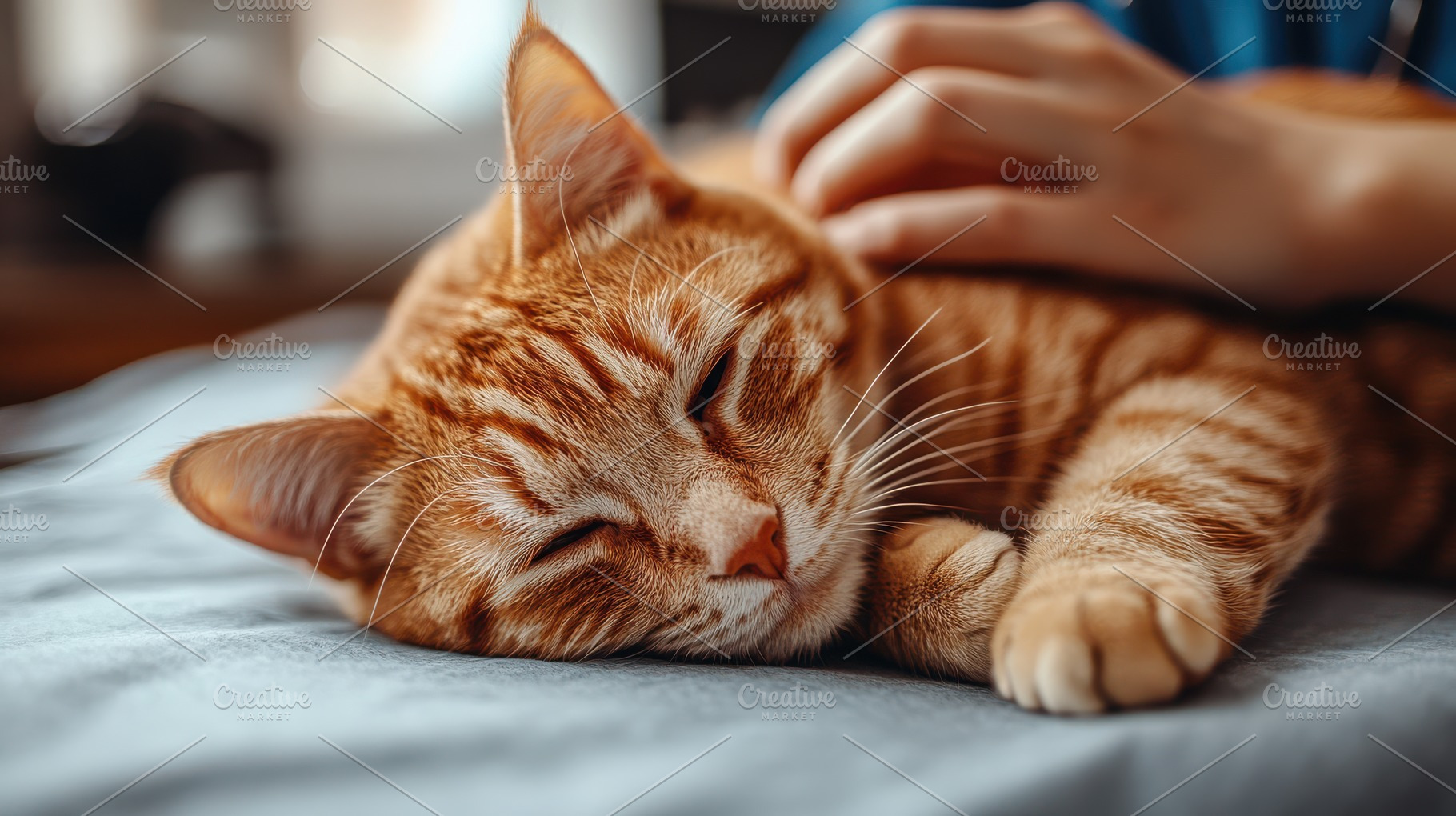 Ginger tabby enjoys a restful nap wh, an Animal Photo by Pixeness Studio