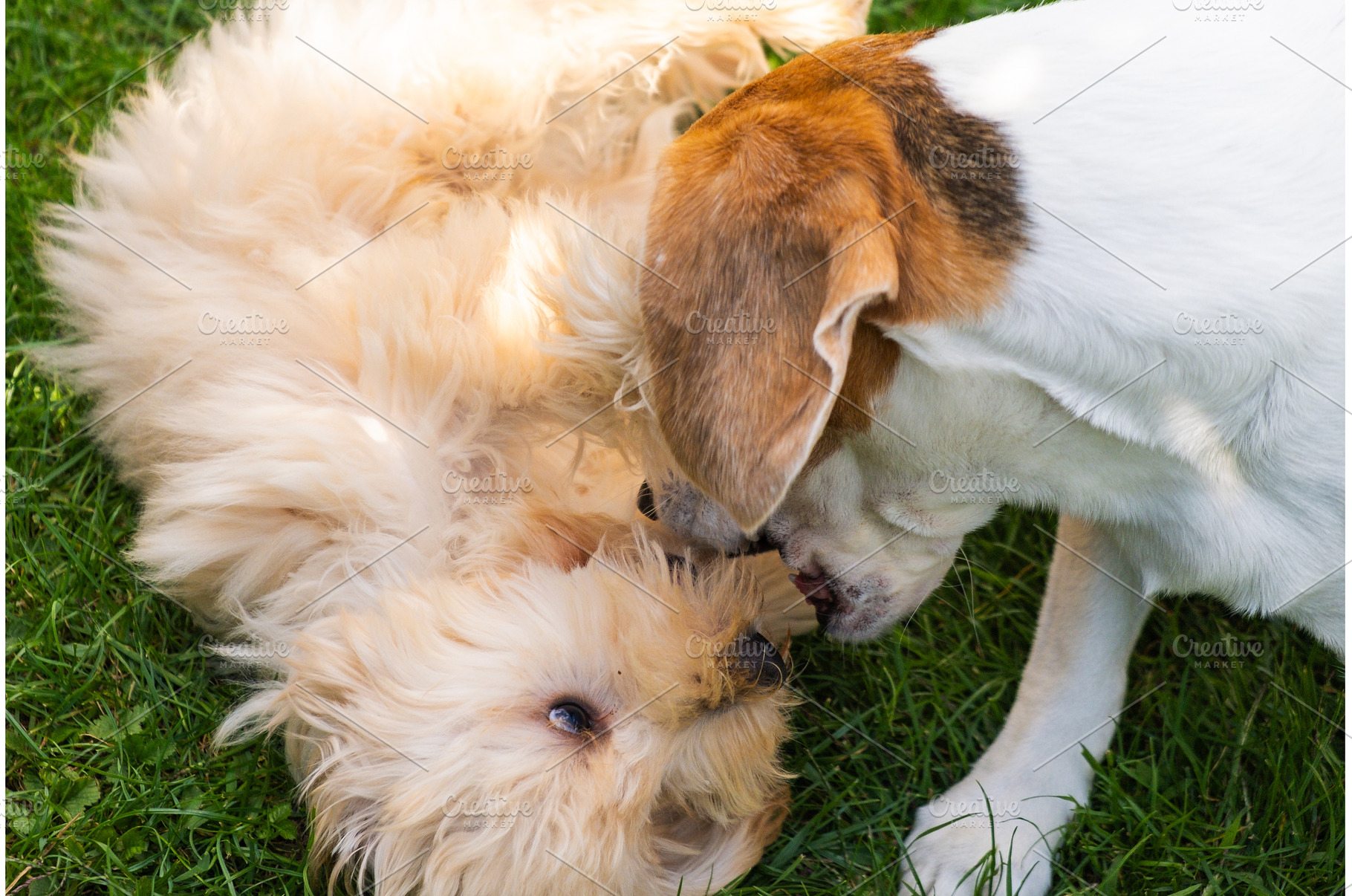 Maltipoo Puppy and Senior Beagle, an Animal Photo by MadPhotos