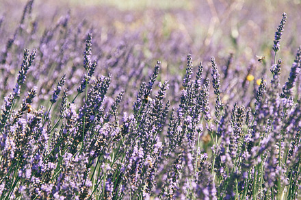 Lavender field stock photo containing lavender and field