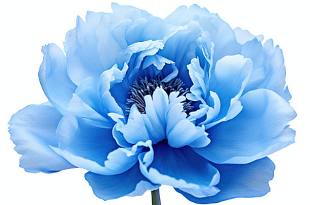 Blue peony flowers on white background, a Nature Photo by AlyaAnd