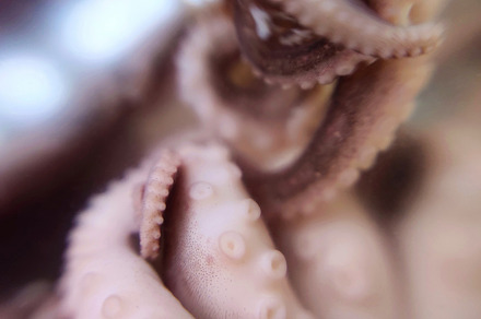 Octopus feeler seafood macro photo