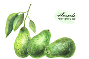 Watercolor avocado clipart, a Food Illustration by OlDm_Shop (Thumbnail 3 of 6)