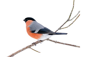 Male bullfinch sitting on branch, an Animal Photo by Fascinadora