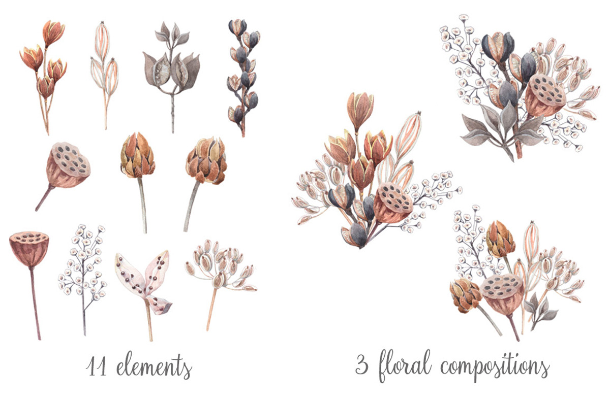 Watercolor dried plants,seed pods., an Illustration by yulia.sukhanova (Photo 2 of 5)