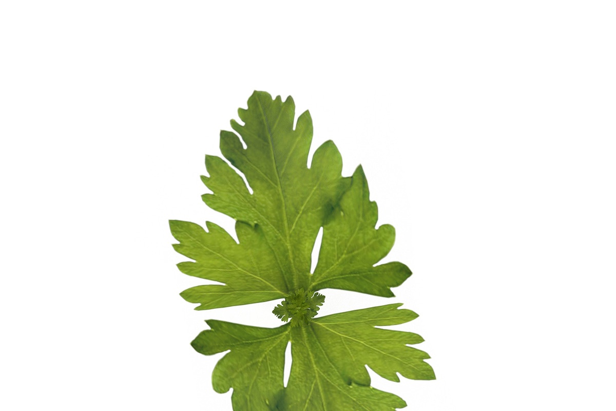 Celery, an Environmental 3D Model by AndrewWhite (Photo 2 of 9)