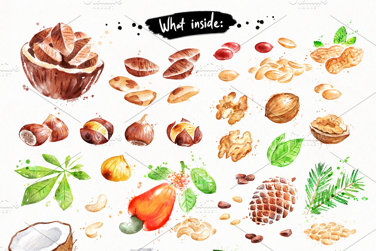Nuts Watercolor Collection, an Object Graphic by Sonya Illustrations (Photo 3 of 4)