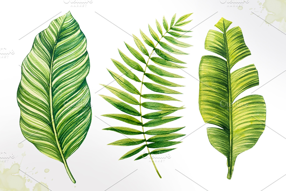 Tropical leaves. Watercolor vector., an Illustration by AlexGreenArt (Photo 2 of 5)
