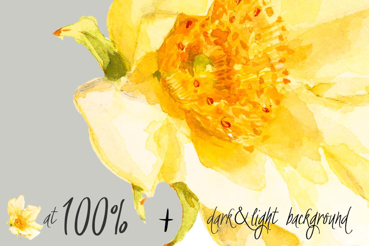 Yellow Roses -single species package, a Work Illustration by watercolorwild.graphics (Photo 3 of 6)