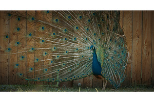 peacock fluffs up his tail and, an Animal Photo by Our Amazing World