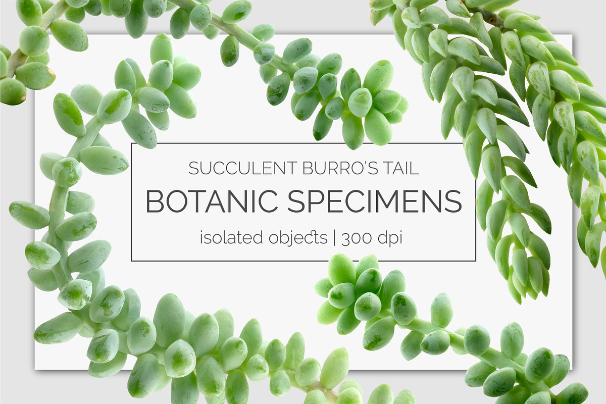 Succulent Burro's Tail Isolated, an Object Graphic by Turning Moss (Photo 1 of 6)