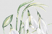 Watercolor Snowdrops, an Object Illustration by Olga Koelsch (Thumbnail 7 of 8)