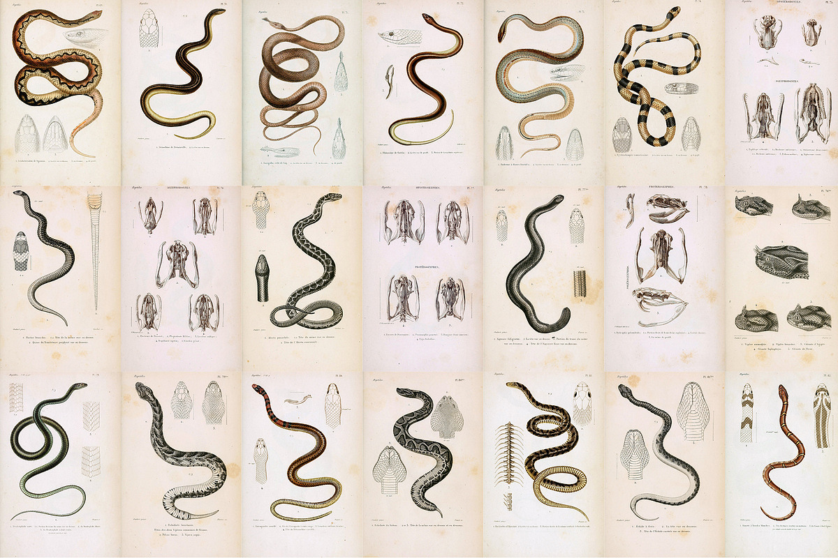 Complete Natural History of Reptiles, an Animal Illustration by Dene Studios (Photo 9 of 11)