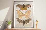Moth Illustration Vector Set, an Illustration by Kusumaillustration (Thumbnail 8 of 11)