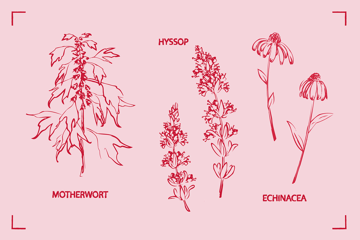 HERBAL TEA (30+ ILLUSTRATIONS), a Food Illustration by Bonfloret Studio (Photo 7 of 10)