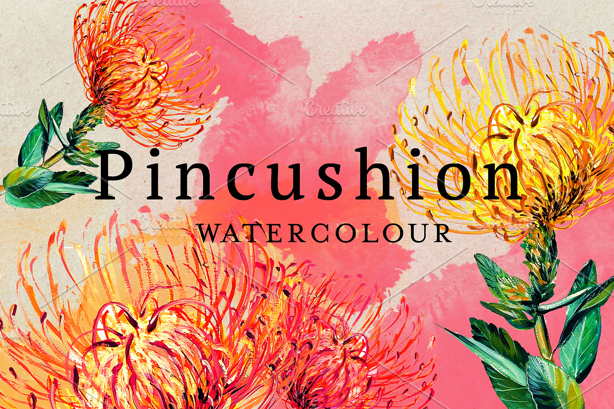 Watercolor Pincushion Flower, a Decorative Illustration by Karliefie (Photo 1 of 4)
