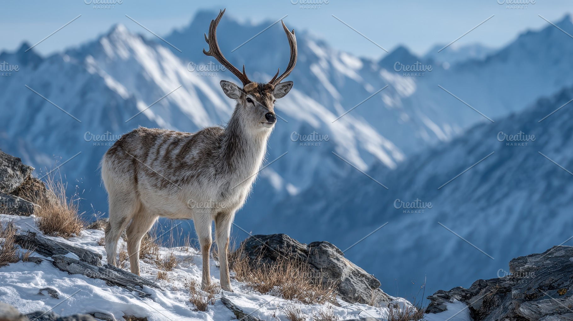 Majestic Deer in Snowy Mountains Win, a Photo by Pixeness Studio