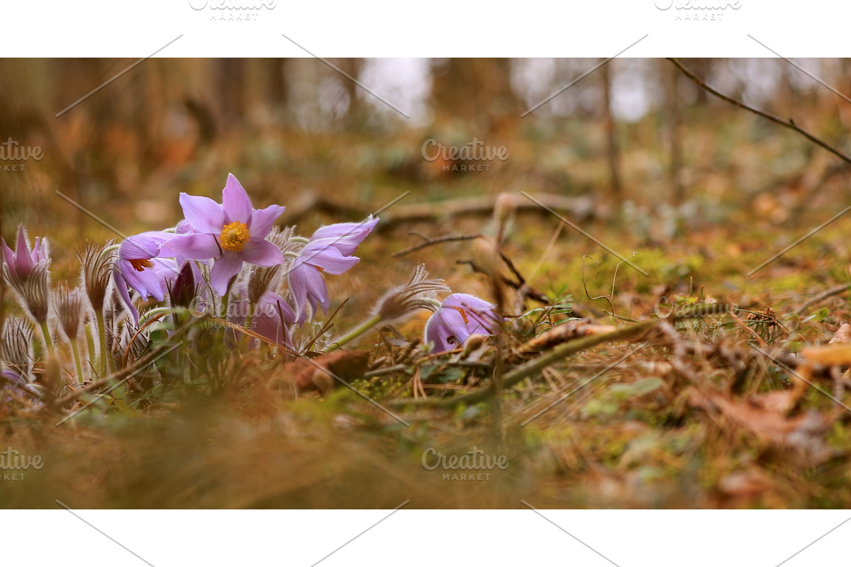 Beautiful Wild Spring Flowers, a Nature Photo by Our Amazing World (Photo 1 of 2)