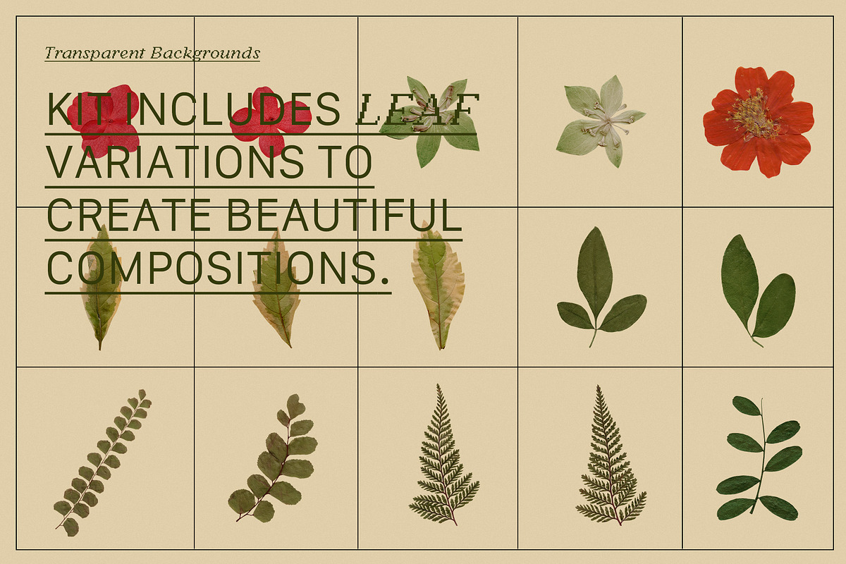 PRESSED BLOOMS Floral Cutouts, an Object Graphic by Desert Poetic (Photo 6 of 7)