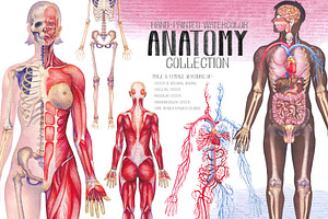 Watercolor anatomical body charts