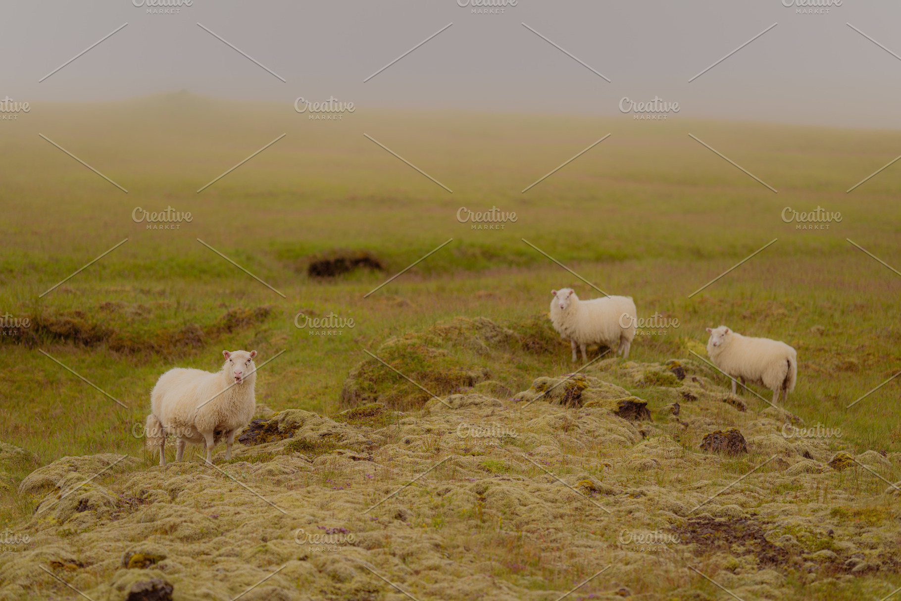 Sheep Photography, an Animal Photo by 1995prints