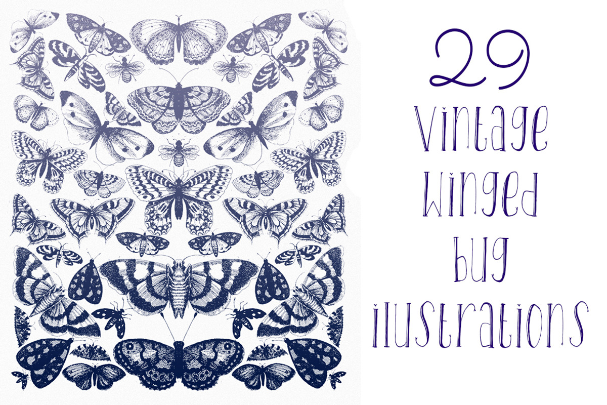 Vintage Winged Bugs, an Illustration by Mara's Media